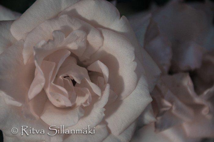 Pink rose (101 of 135)