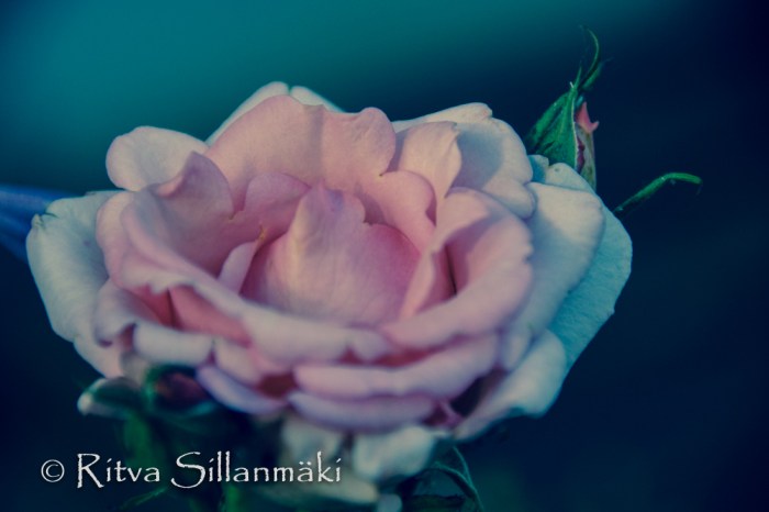 Pink rose (102 of 135)