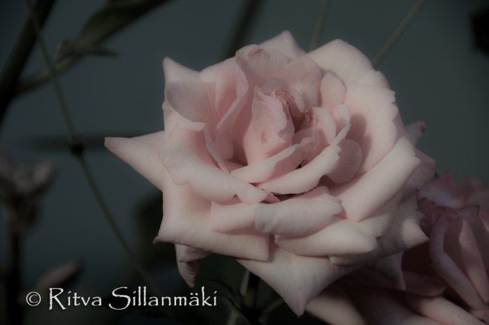 Pink rose (103 of 135)
