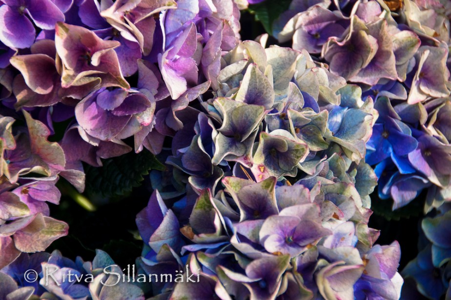 Kantvik (105 of 135)