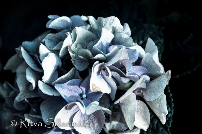 Kantvik (107 of 135)