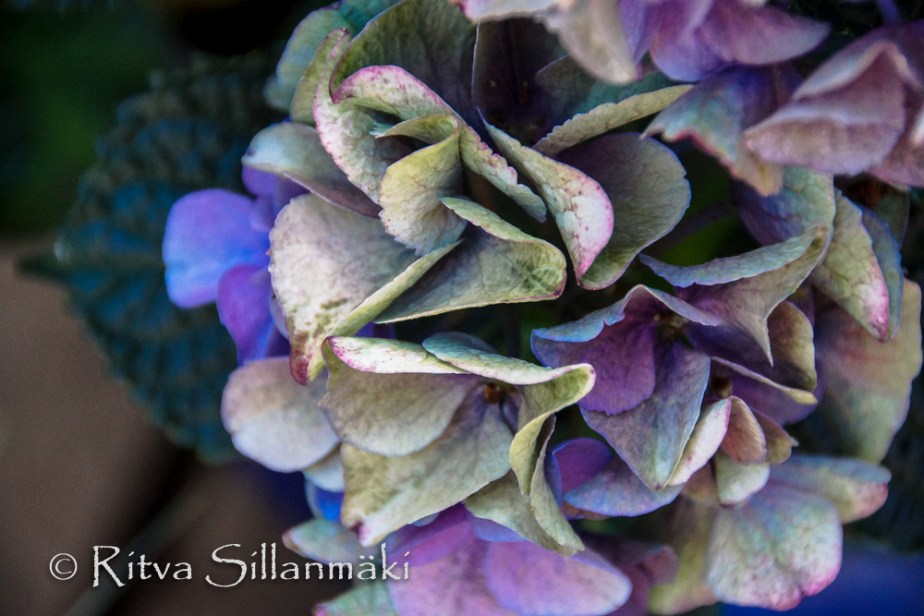 Kantvik (111 of 135)