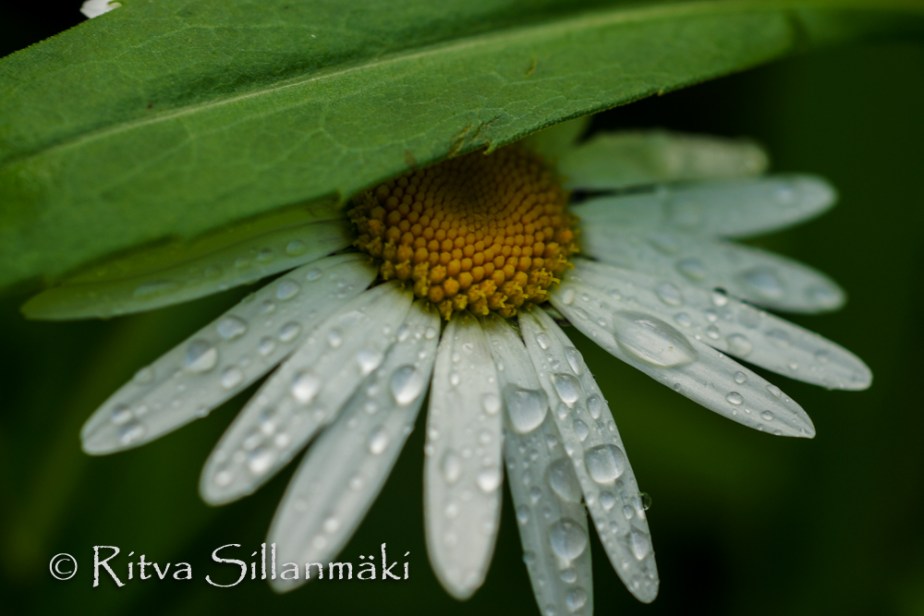 nature- Ritva Sillanmäki (12 of 40)