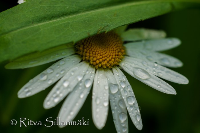 nature- Ritva Sillanmäki (12 of 40)