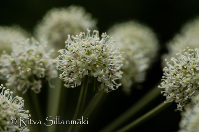 nature- Ritva Sillanmäki (24 of 40)