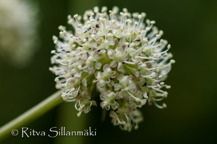 nature- Ritva Sillanmäki (25 of 40)