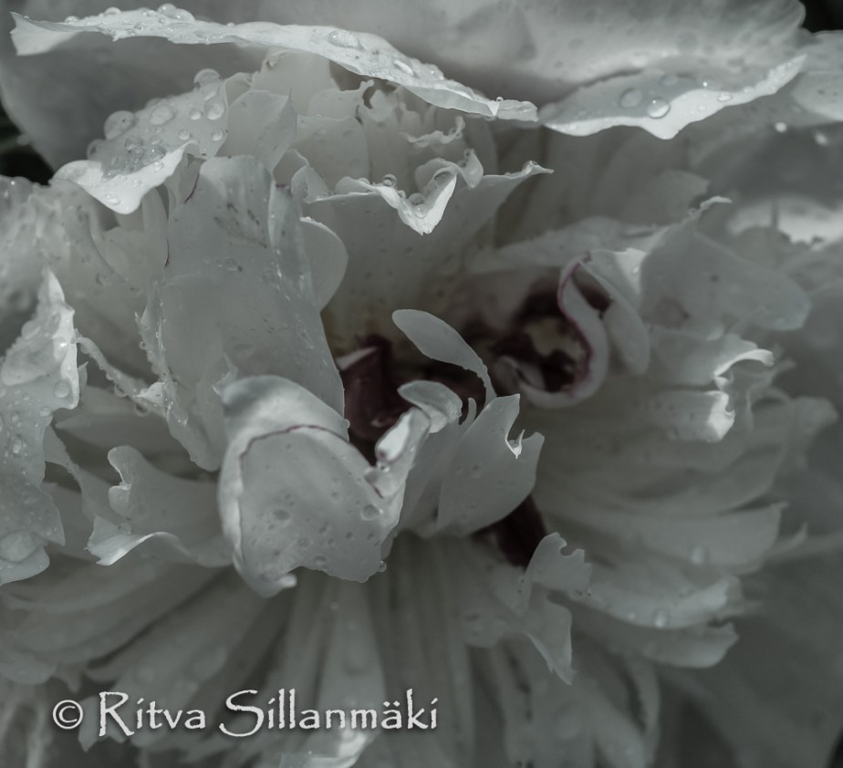 nature- Ritva Sillanmäki (6 of 40)