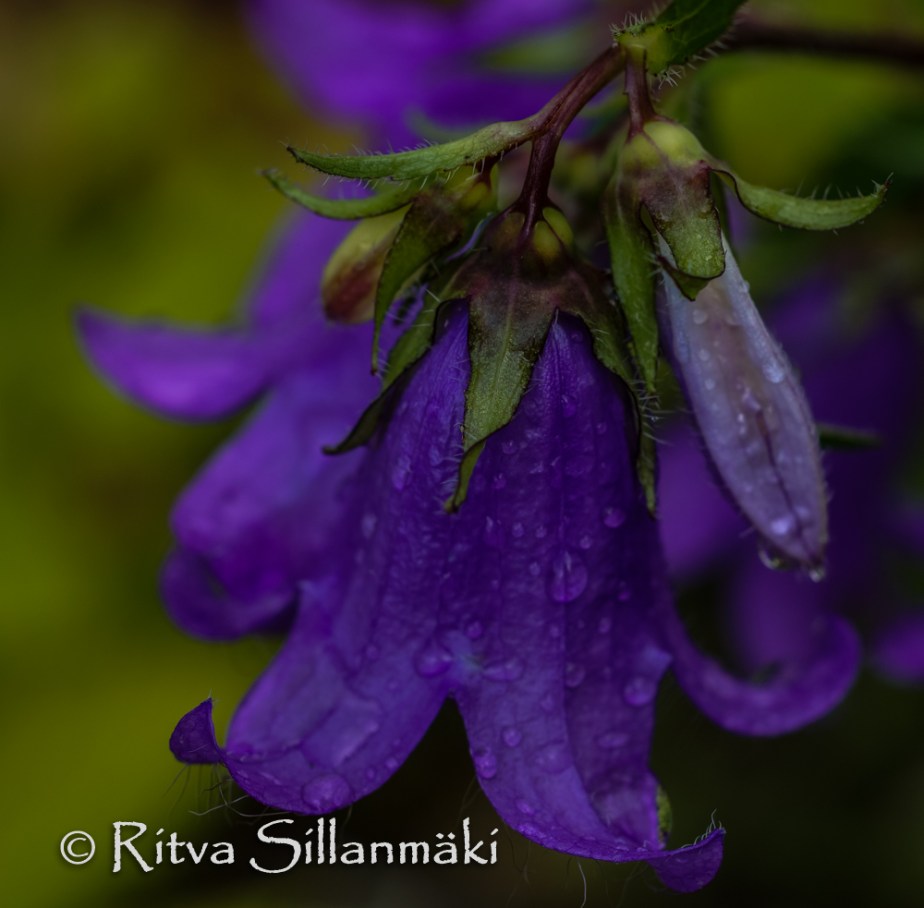 nature- Ritva Sillanmäki (8 of 40)