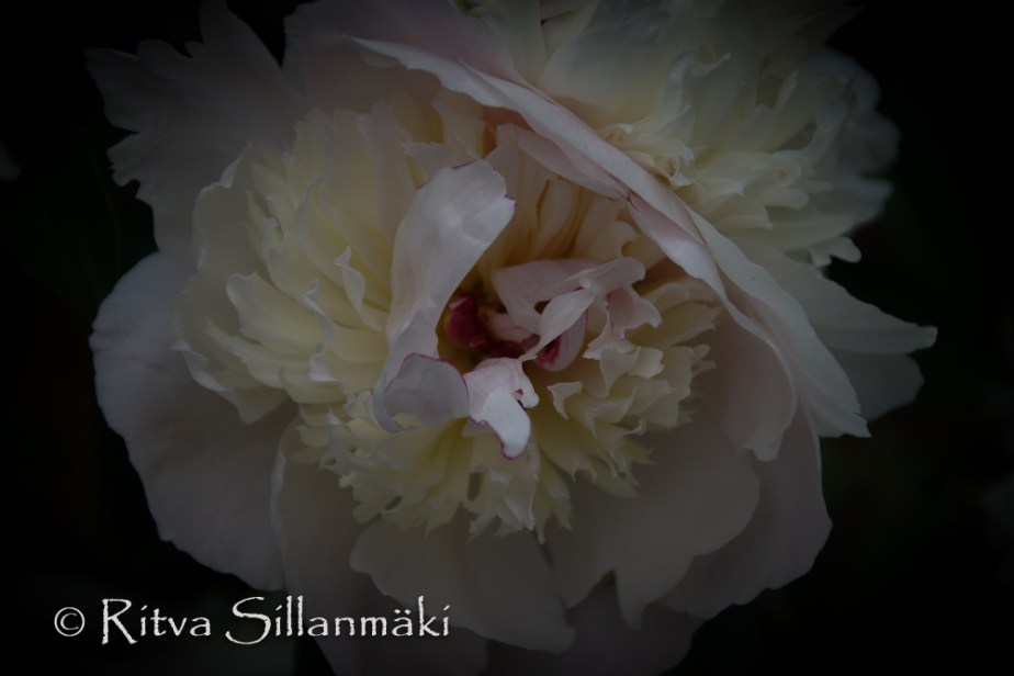 Natures flowers- Ritva Sillanmäki (11 of 43)