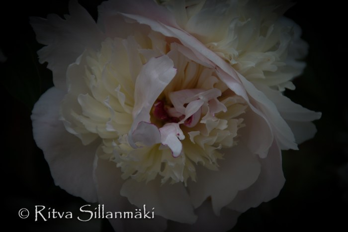 Natures flowers- Ritva Sillanmäki (11 of 43)