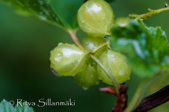 Natures flowers- Ritva Sillanmäki (26 of 80)