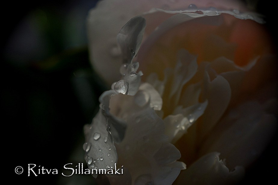 Natures flowers- Ritva Sillanmäki (6 of 80)