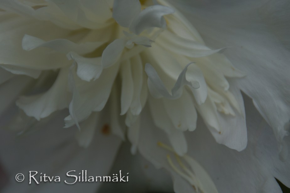 Natures flowers- Ritva Sillanmäki (7 of 43)
