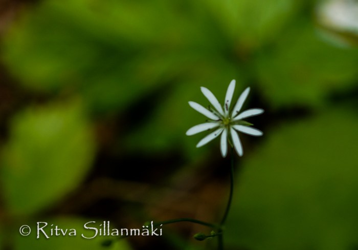 Stellaria media- Ritva Sillanmäki (1 of 2)