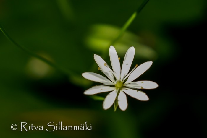 Stellaria media- Ritva Sillanmäki (2 of 2)