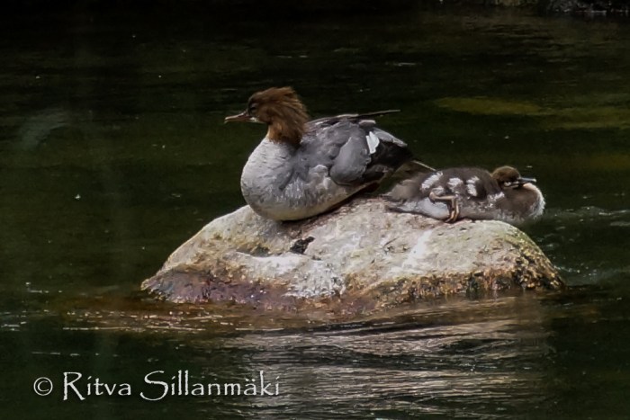 vääksy- Ritva Sillanmäki (14 of 75)