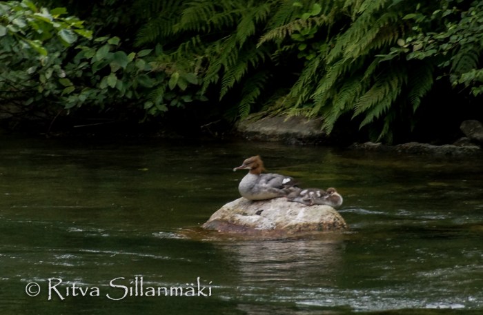 vääksy- Ritva Sillanmäki (20 of 75)
