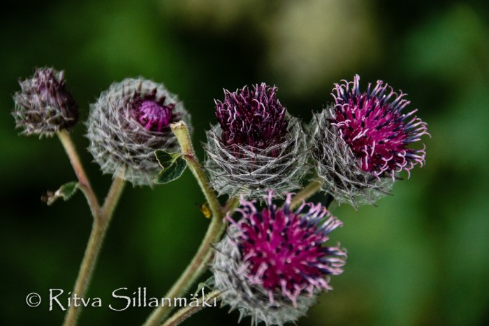 vääksy- Ritva Sillanmäki (32 of 75)