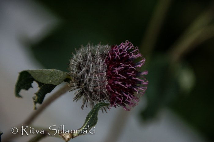 vääksy- Ritva Sillanmäki (33 of 75)