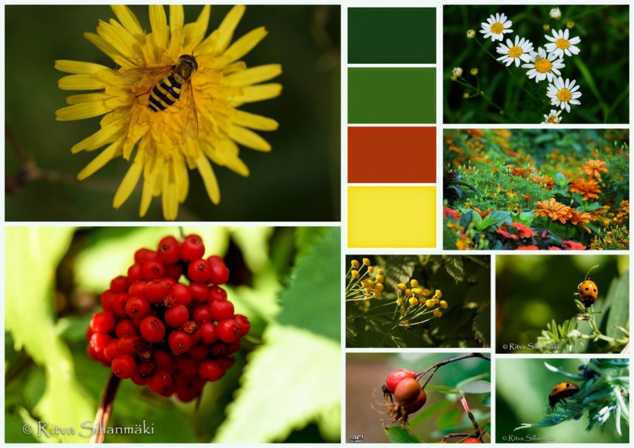 2-bro elokuu kukkia, marjoja1