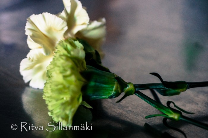 Carnation (32 of 32)