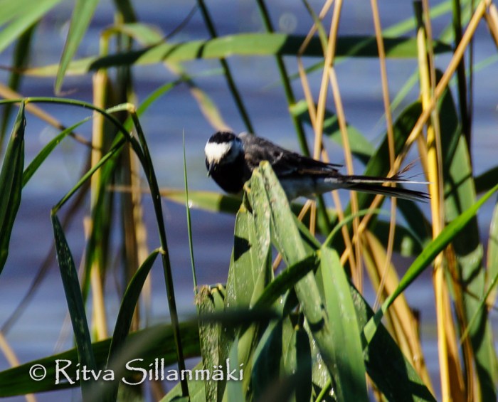 kumianmylly  (105 of 184)