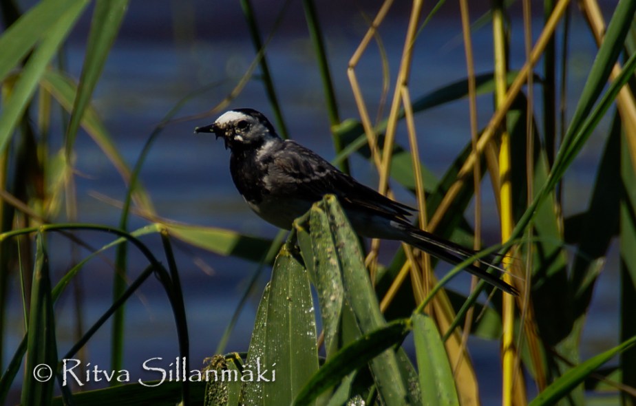 kumianmylly  (106 of 184)