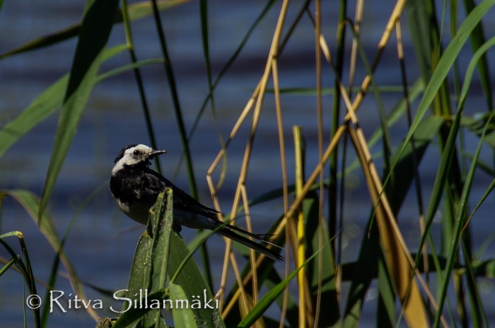 kumianmylly  (107 of 184)