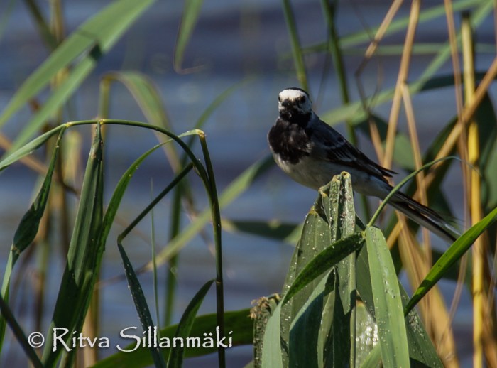 kumianmylly  (108 of 184)