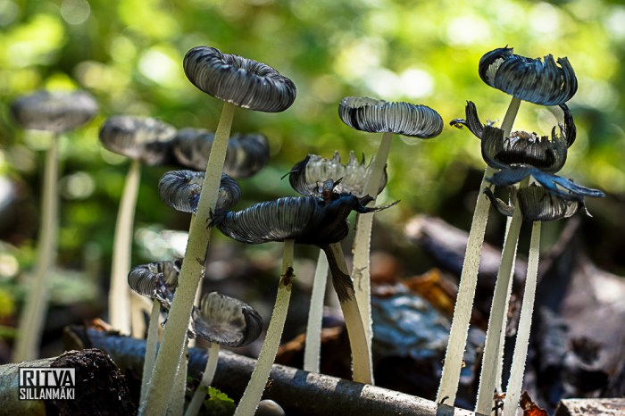 Mushrooms - Ritva Sillanmäki (1 of 5)