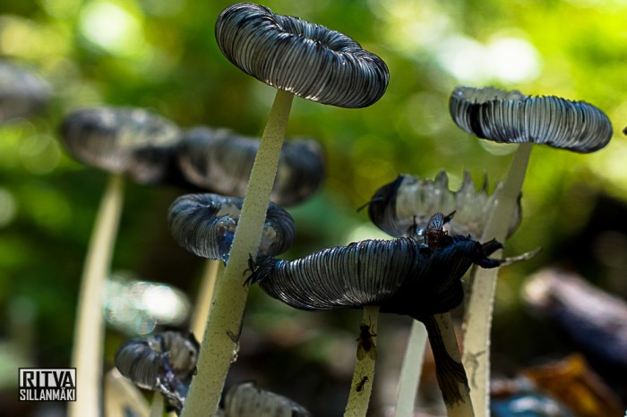 Mushrooms - Ritva Sillanmäki (2 of 5)