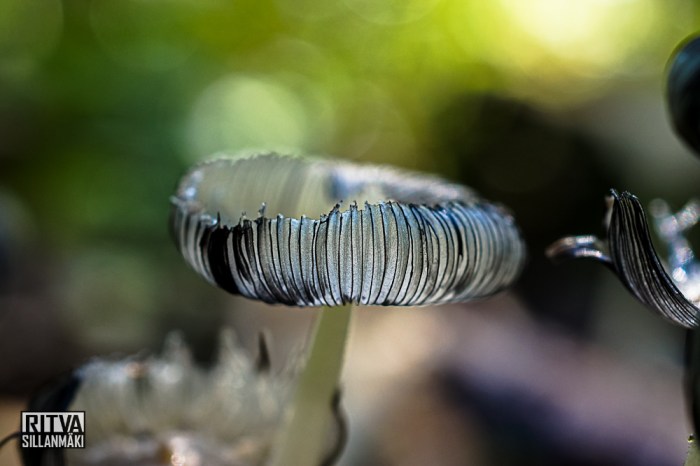 Mushrooms - Ritva Sillanmäki (3 of 5)
