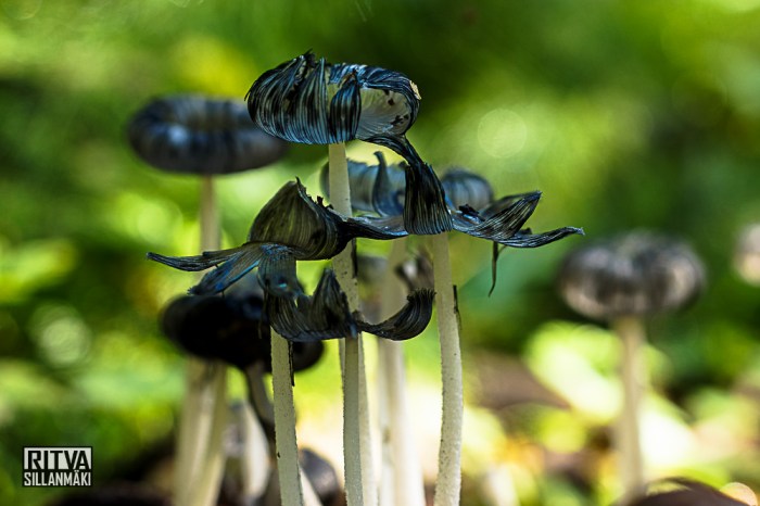 Mushrooms - Ritva Sillanmäki (4 of 5)