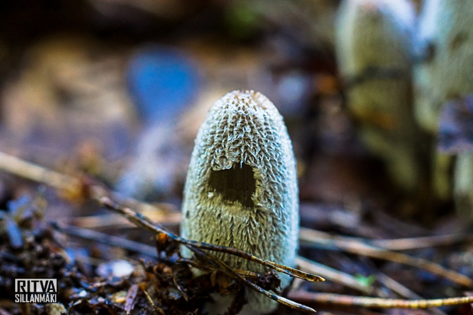 Mushrooms - Ritva Sillanmäki (5 of 5)