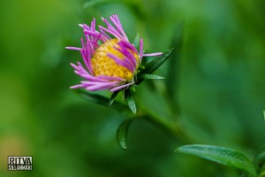 Symphyotrichum novi-belgii also known as New York Aster