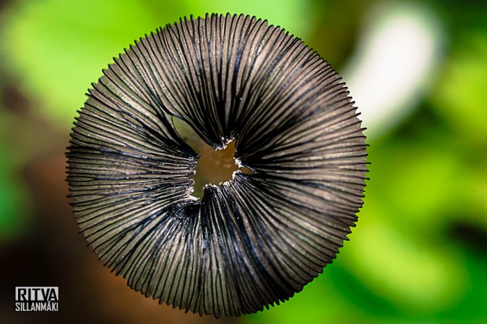 nature fall 2014 (19 of 45)