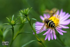 Symphyotrichum novi-belgii also known as New York Aster