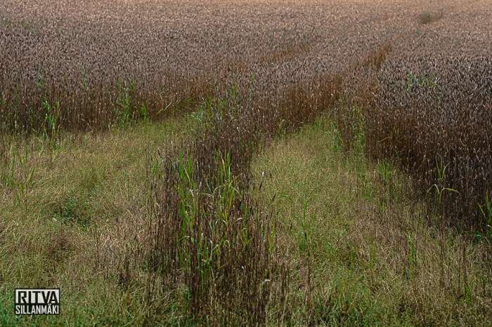 nature fall 2014 (32 of 45)