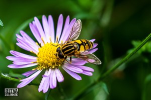 Symphyotrichum novi-belgii also known as New York Aster