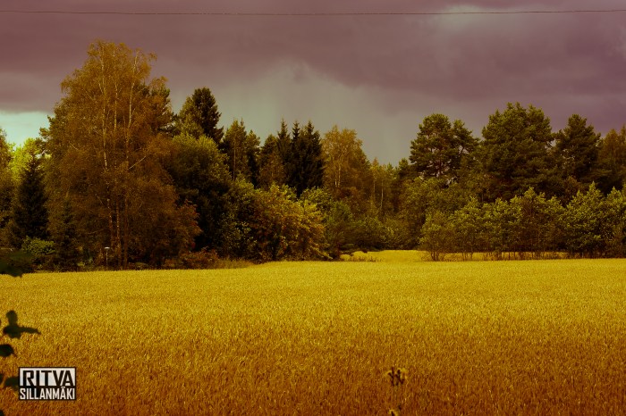 on the ground (74 of 80)