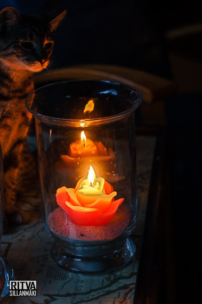 Tinka and a rose candle