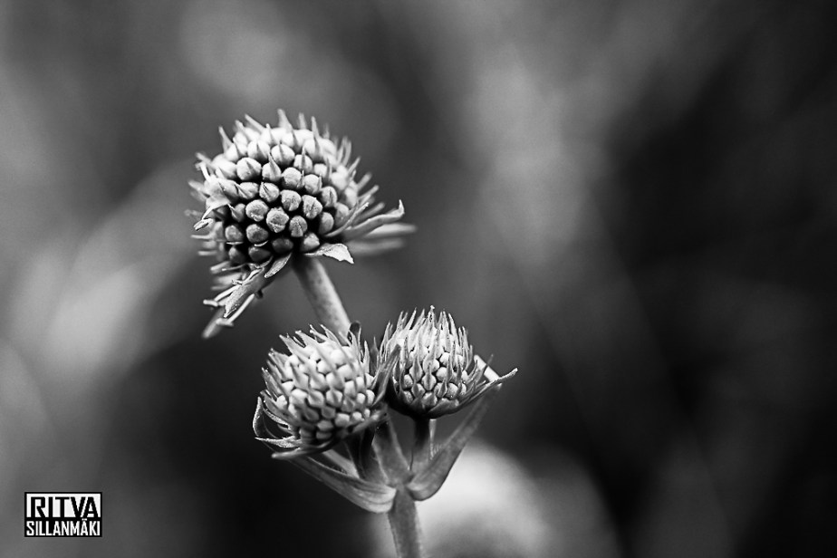 Purjojuuri_Ritva Sillanmäki  (1 of 1)-2