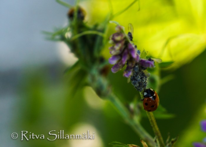 RS 040814 (41 of 120)