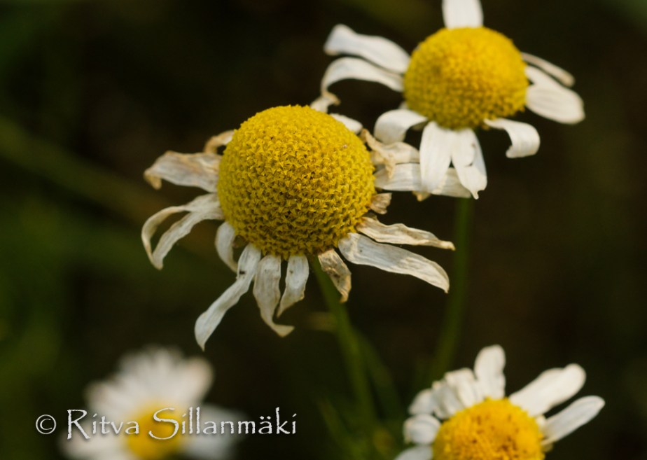 RS 040814 (59 of 120)