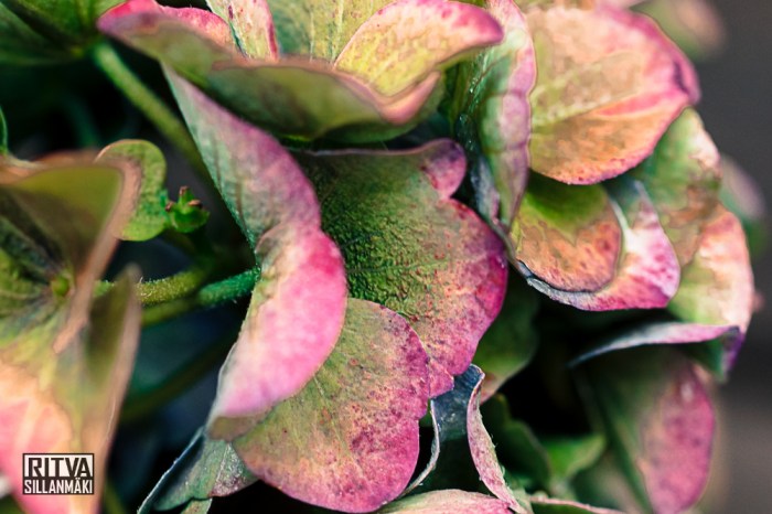 RS 082014_BRO (20 of 37)