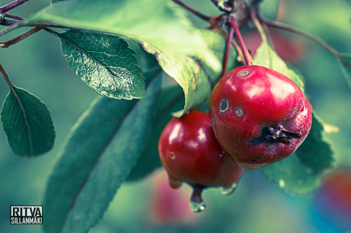 RS 082014_BRO (6 of 37)