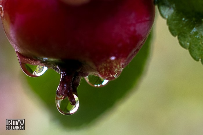 RS 082014_BRO (8 of 37)