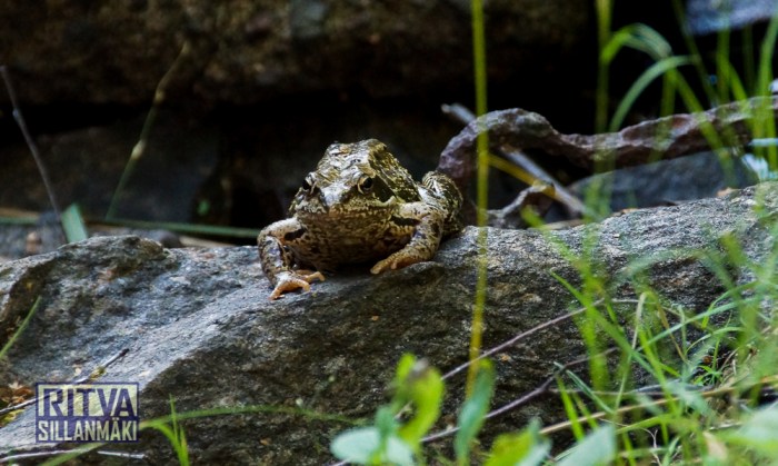 RS060814 (49 of 158)