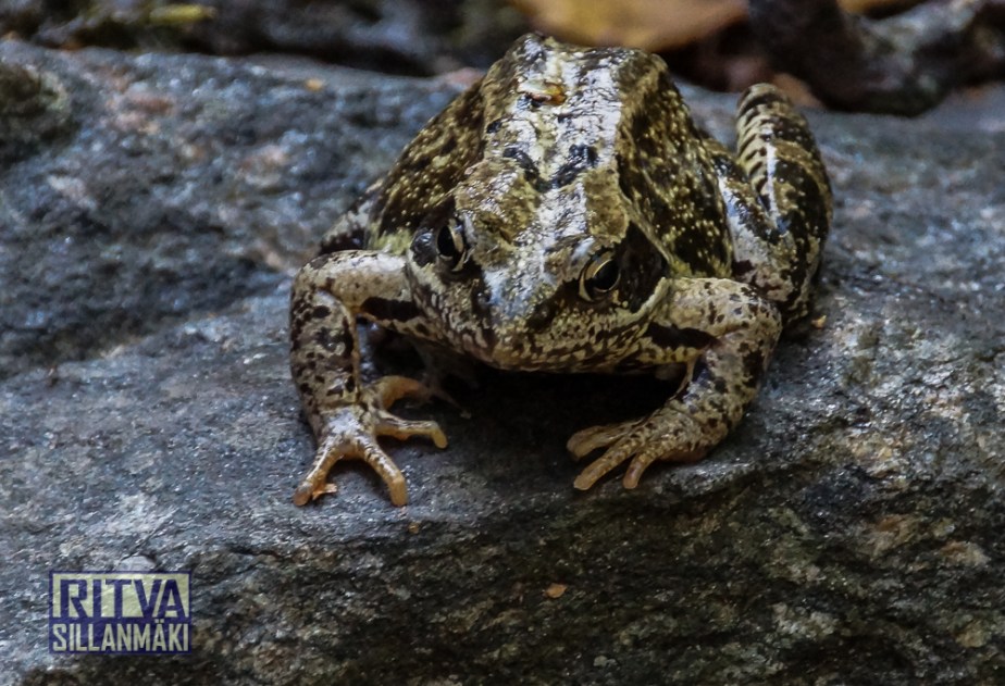 RS060814 (50 of 158)