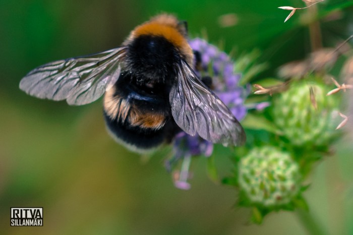 Bombus (16 of 51)